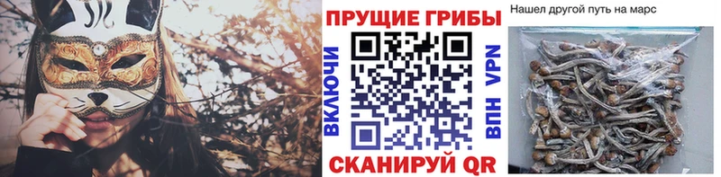 Галлюциногенные грибы Psilocybine cubensis  наркотики  Чёрмоз 
